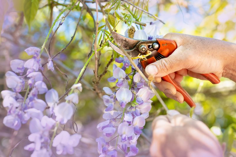 Jacaranda Pruning