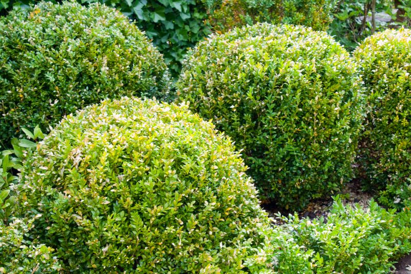 Healthy, Shaped Bushes