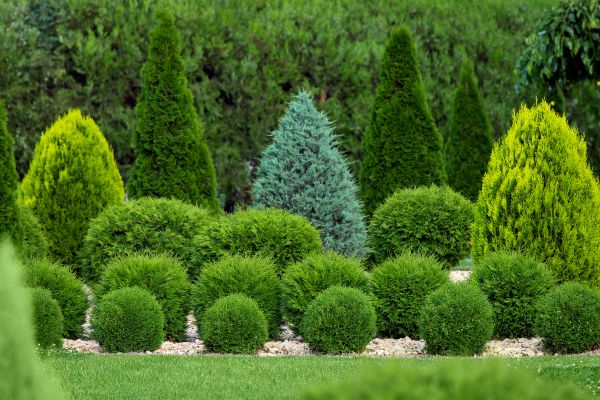 Cost of Bush Trimming Service in Fayetteville
