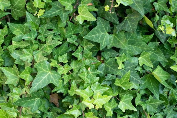 Cost of English Ivy Removal in Fayetteville