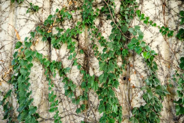 Vine Removal Service in Fayetteville