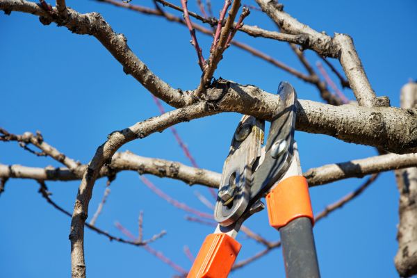 Selective Pruning in Fayetteville