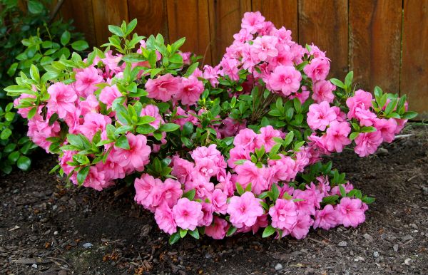 Azaleas Removal in Fayetteville