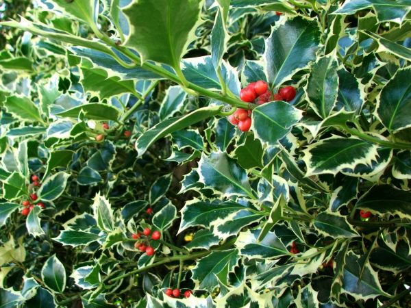Cost of Holly Bushes Trimming in Fayetteville