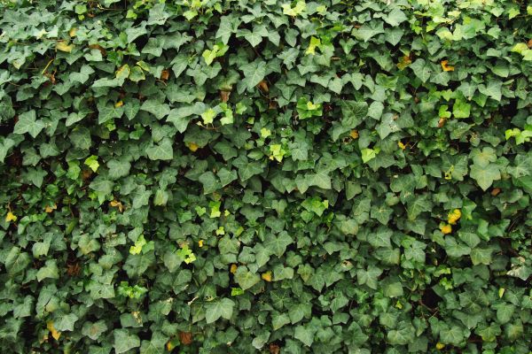 Ivy Pruning service in Fayetteville