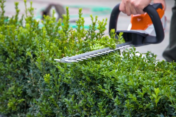 Evergreen Hedge Trimming in Fayetteville