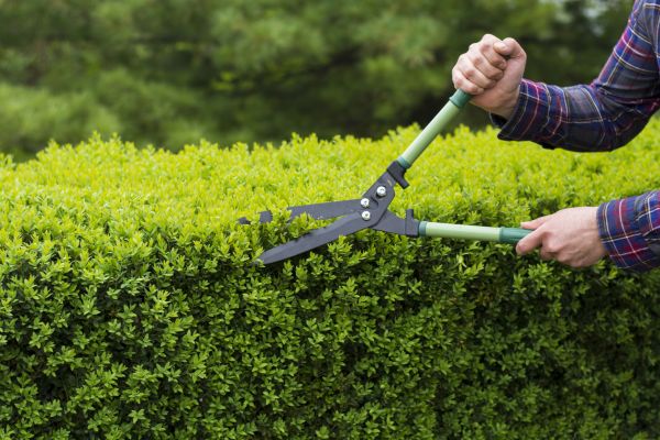 Cost of Evergreen Shrub Pruning in Fayetteville