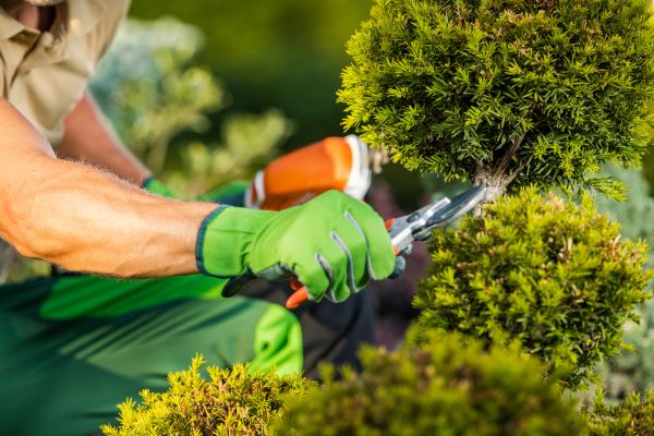 Landscape Pruning Service in Fayetteville