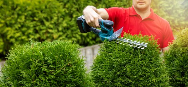 Hedge Shaping Service in Fayetteville