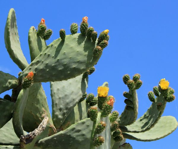 Cost of Cactus Removal in Fayetteville