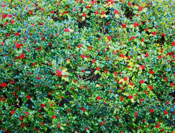 Holly Bush Removal in Fayetteville