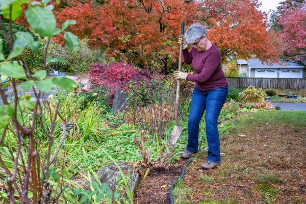 Dead Bush Removal in Fayetteville