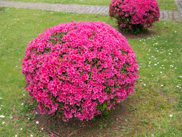 Cost of Rhododendron Pruning in Fayetteville