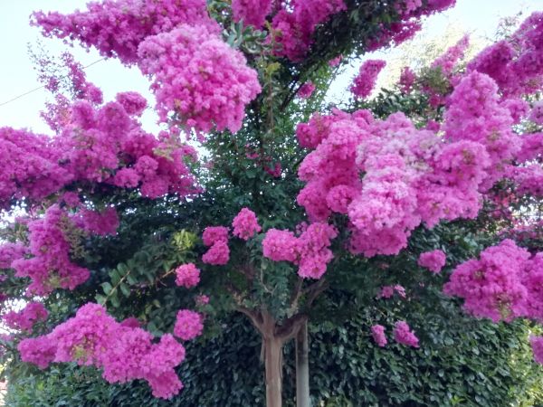 Cost of Crape Myrtle Pruning in Fayetteville