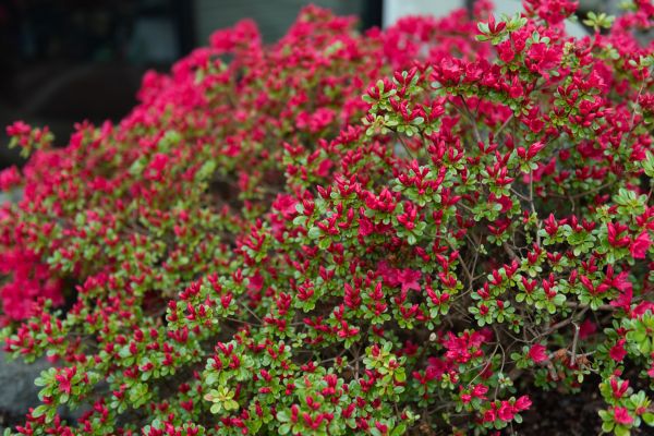 Weigela Removal Service in Fayetteville