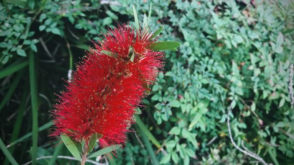 Cost of Bottlebrush Pruning in Fayetteville